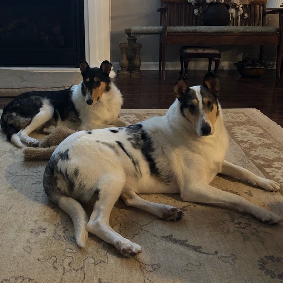 Meet your Posher, Grace - Picture 1 of 1